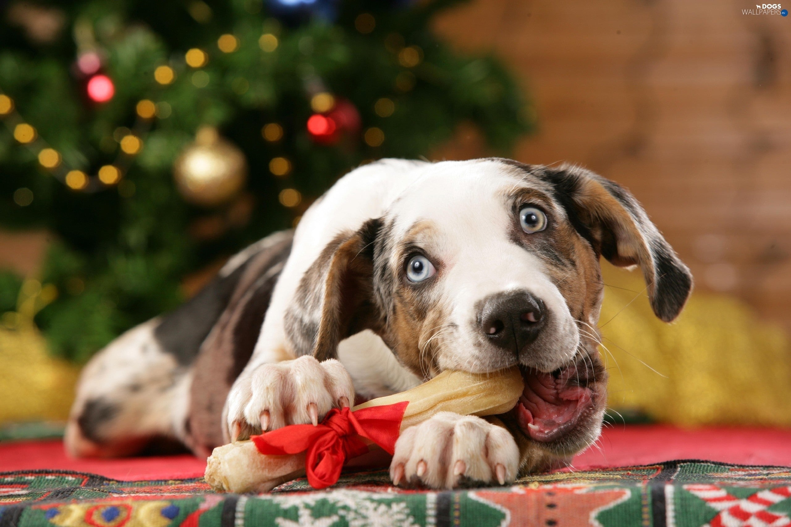 5 Cyber Monday Deals for Your Dog You Cannot Miss